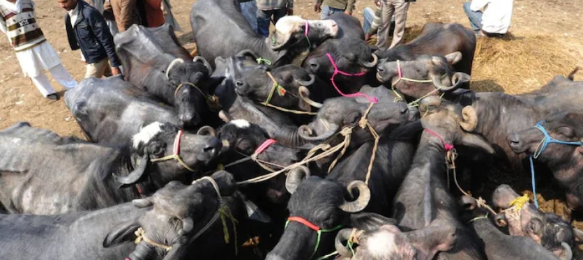 ബീഫ് ഇറച്ചി കയറ്റു മതിയിൽ ഉത്തർ പ്രദേശ് ഒന്നാം സ്ഥാനത്തും   ഇന്ത്യ ലോക വിപണിയിൽ രണ്ടാം സ്ഥാനത്തും